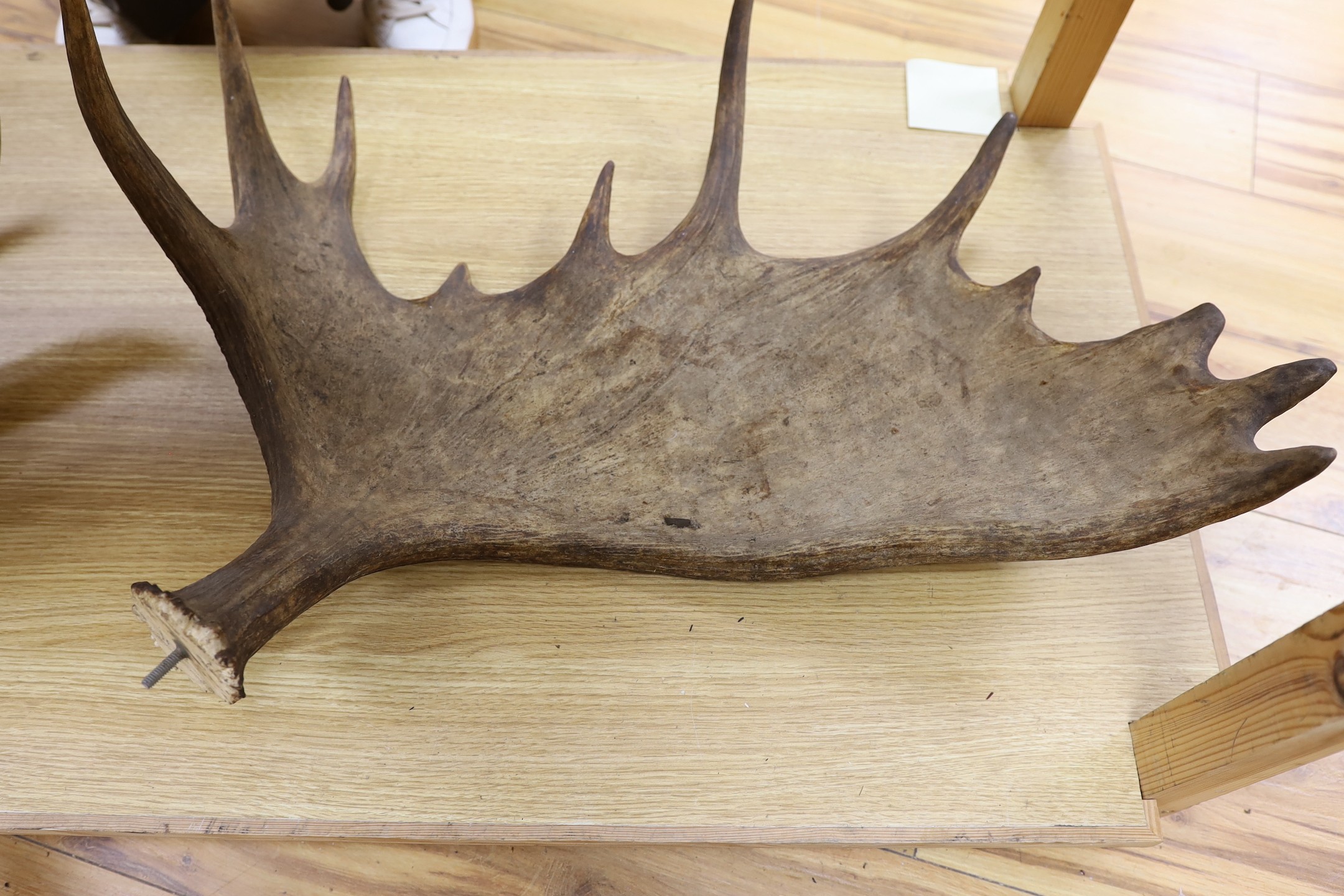 An unmounted pair of moose antlers